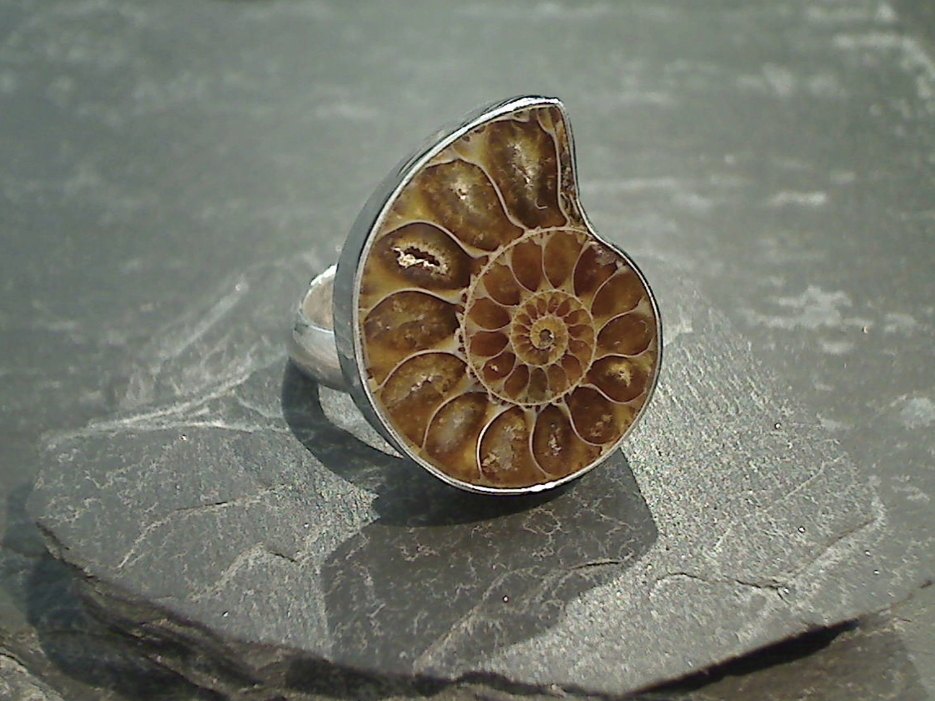 Adjustable Size Fossil Ammonite, Fine Sterling Silver Ring Trendy Layer