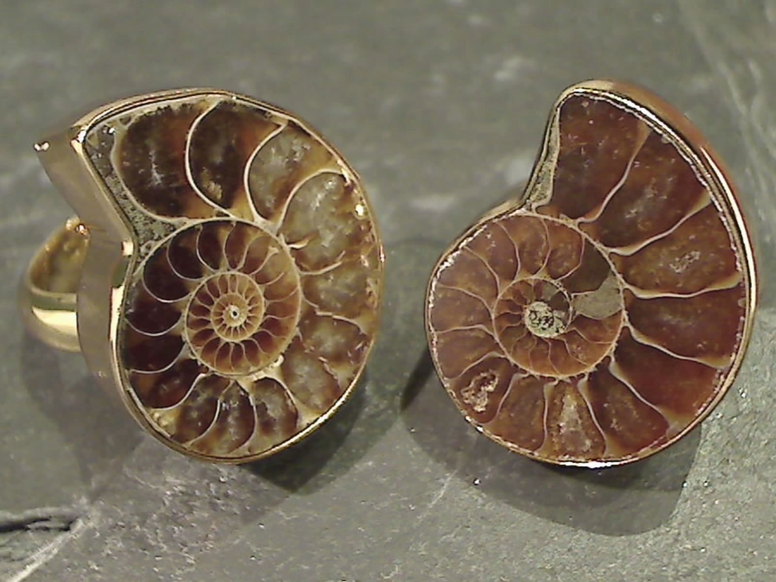 Charming Accessories Finest Detail Ammonite, Alchemia Ring - Adjustable Size