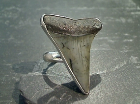 Adjustable Size Fossil Shark Tooth, Fine Sterling Silver Ring Artistic Accent